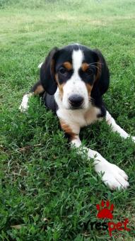 Ράτσα: Μπίγκλ - Beagle | Ηλικία: 4 μηνών | Φύλο: Θηλυκό | Αρ. Microchip: - | Ημίαιμο | Περιοχή: Αλεξάνδρεια, Μακεδονία